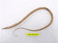 藏品(線尾鴨嘴鰻)的圖片